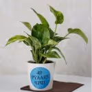 Heartfelt Pyaare Papa Plant to cherish precious memories with dad.