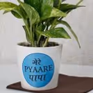 Pyaare Papa Plant — photo 2