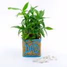 2 Layer Bamboo Plant For Dad — photo 2