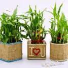'DAD' Lucky Bamboo Plants (Set Of 3) — photo 1