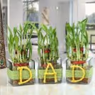 A set of 3 good-luck bamboo plants delivered to your home
