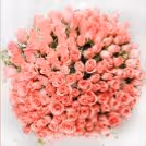 100 pink roses bouquet by cherishx