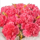 20 pink carnations bouquet by Cherishx