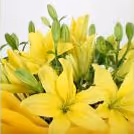 8 asiatic yellow lilies bouquet home delivery