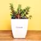 Beautiful indoor Jade Plant in a White Pot to add life to any space.