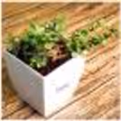 Jade Plant in a White Pot — photo 1