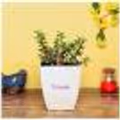 Jade Plant in a White Pot — photo 2