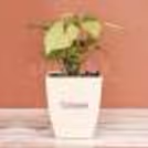 Indoor Syngonium In White Pot  — photo 3