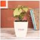 Beautiful Indoor Syngonium In White Pot for a truly special and memorable occasion.
