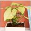 Indoor Syngonium In White Pot  — photo 2
