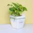 Beautiful indoor Money Plant in White Pot to add life to any space.