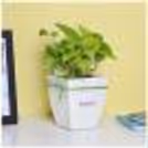 Money Plant in White Pot — photo 1