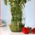12 red roses in glass vase — photo 1