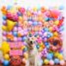 Gift your baby pet a Gorgeous Candy Birthday Decoration Surprise!