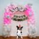 With this Pet themed birthday, give your dog a party they will always remember!