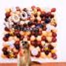 "No more boring birthday celebrations for your beloved pets, the real party begins with some fun decorations!
"
