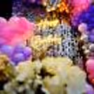 Add some extra luxury and glamour to your loved one's party with our beautiful Rosegold Glam Birthday Celebration Decor.
