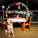 Date & Dine With Dogs — photo 4