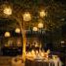 Step into an Oasis of Love and Beauty Under The Tree, where Decor and Ambience Embrace Your Hearts.