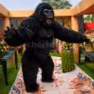 Premium Gorilla For Your Events — photo 3
