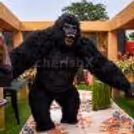 Premium Gorilla For Your Events — photo 1