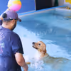 Couple Pool Date with your Dog, swimming with your pet, pet swimming pool in Delhi NCR