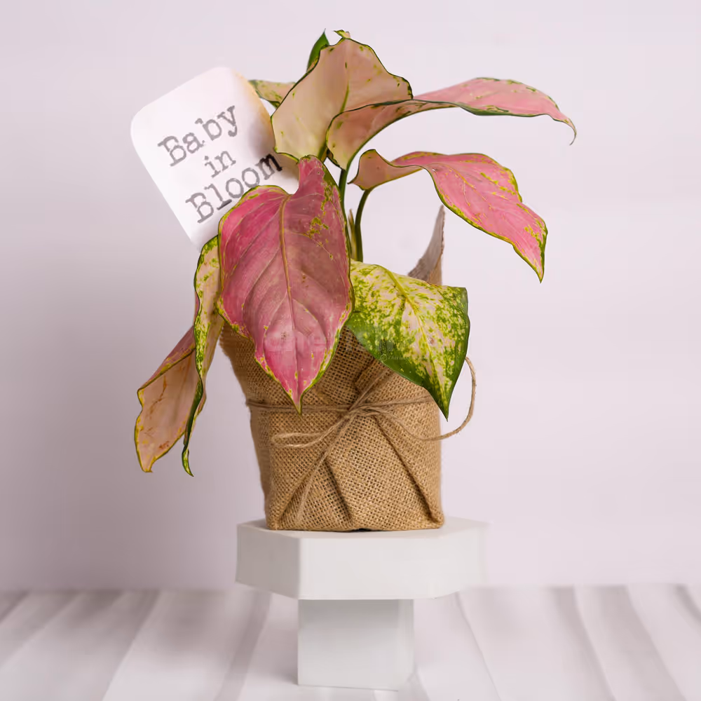 Perfect for birthdays, baby showers, and emotional occasions.