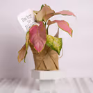 Perfect for birthdays, baby showers, and emotional occasions.