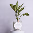 An evergreen gift that symbolizes growth and positivity.