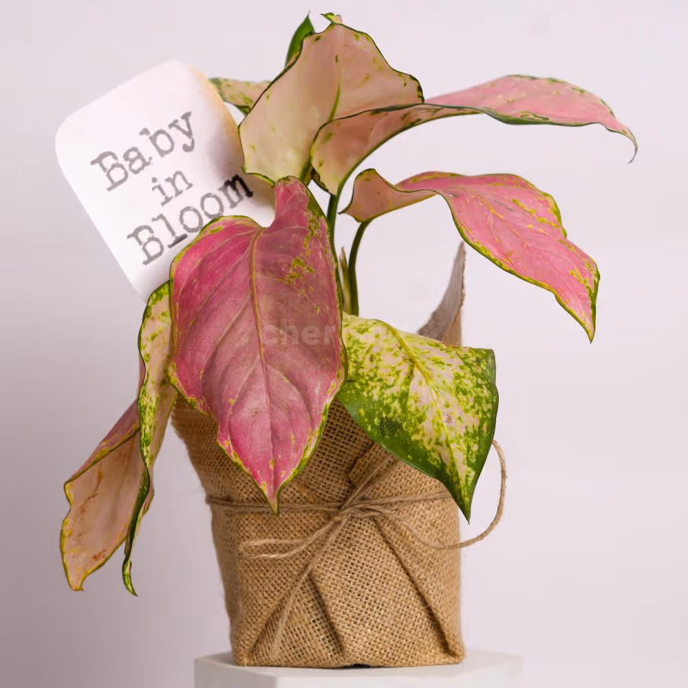 A thoughtful gift basket combining nature and elegance.