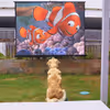 Movie with your dog, play date with dog