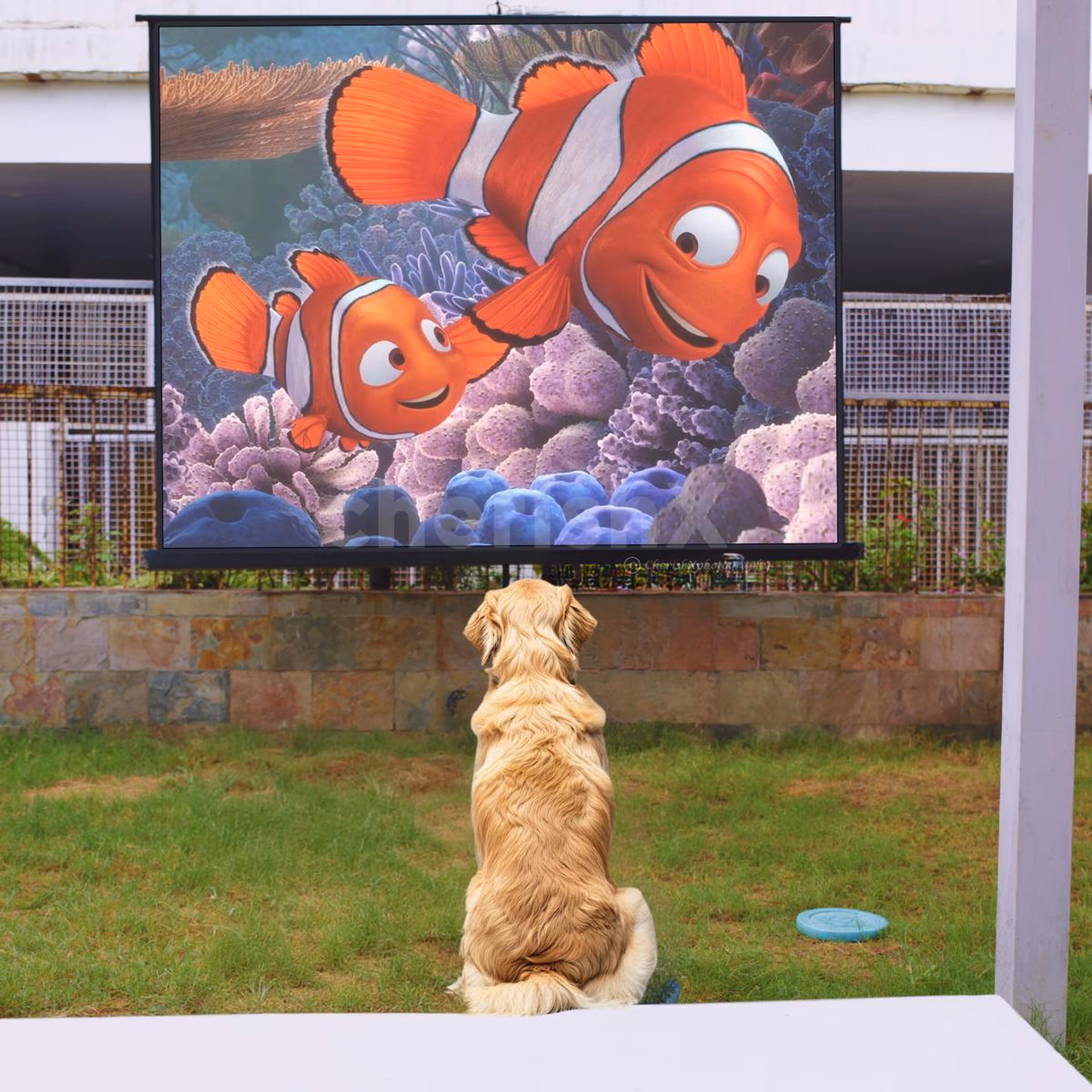 Movie with your dog, play date with dog