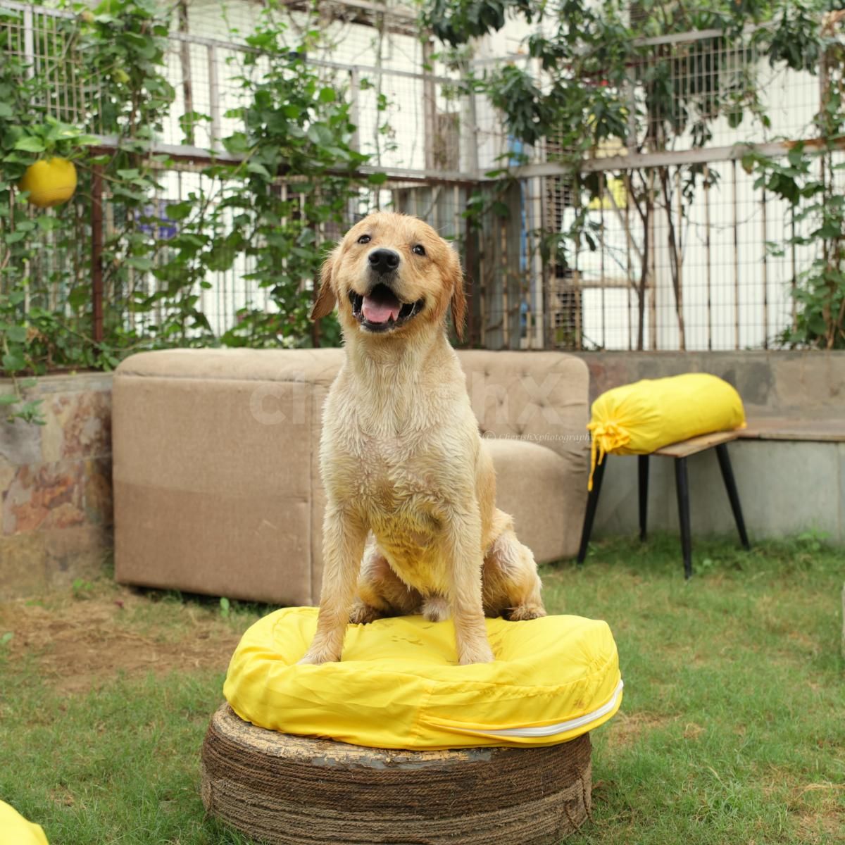 Happy Golden Retriever playing, play date with dog, romantic movie night with your pet