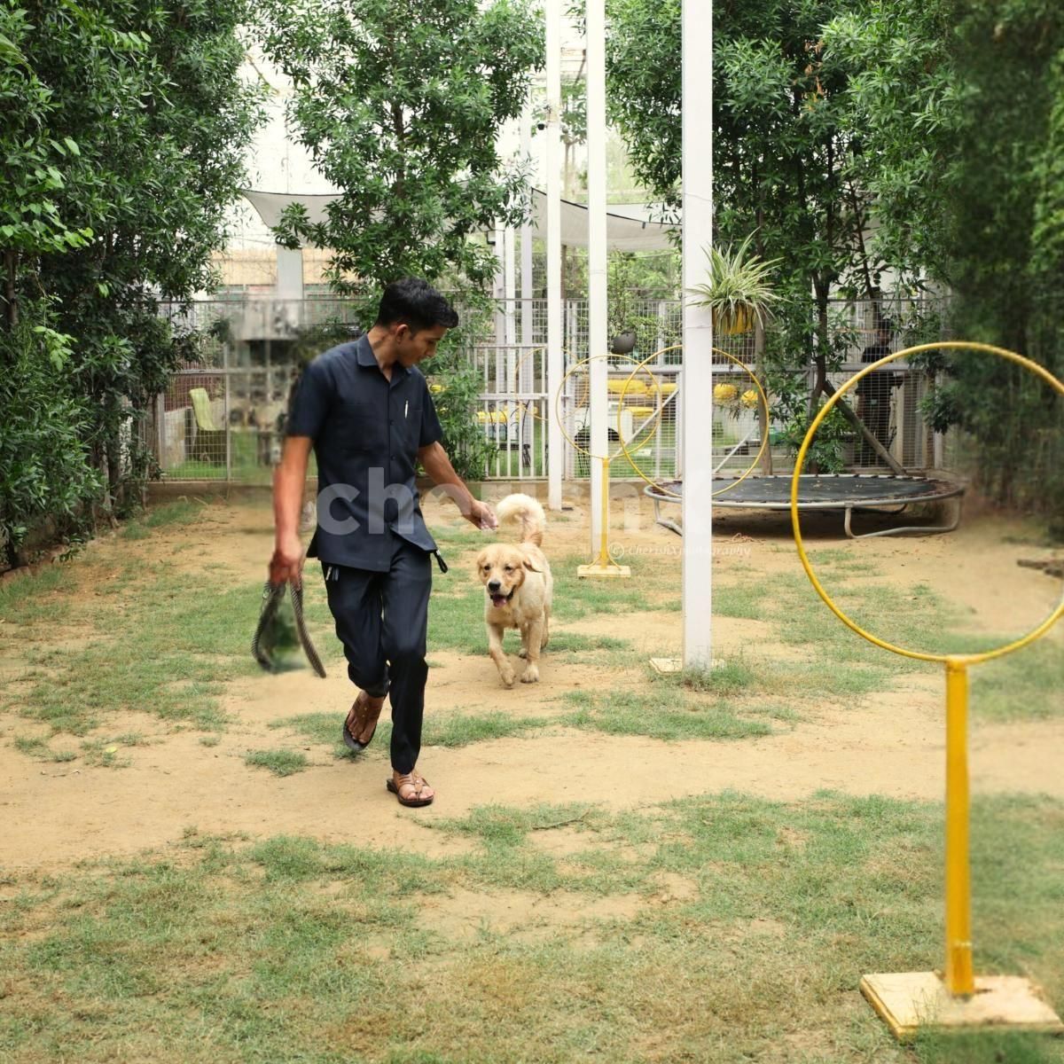 Dog park activity, engagement activity for pets, outdoor activity for pets, pet shelter