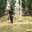 Dog park activity, engagement activity for pets, outdoor activity for pets, pet shelter