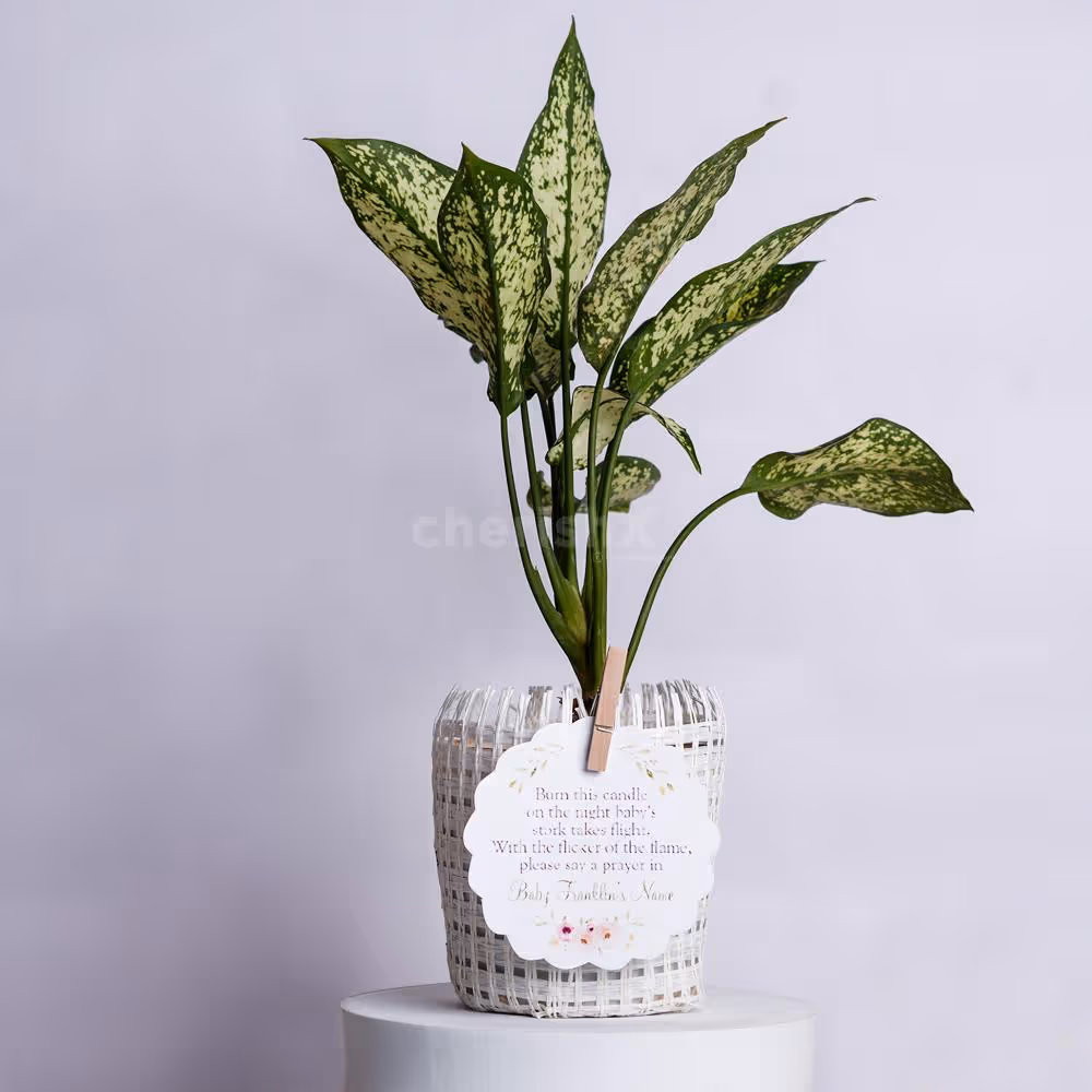 An evergreen gift that symbolizes growth and positivity.