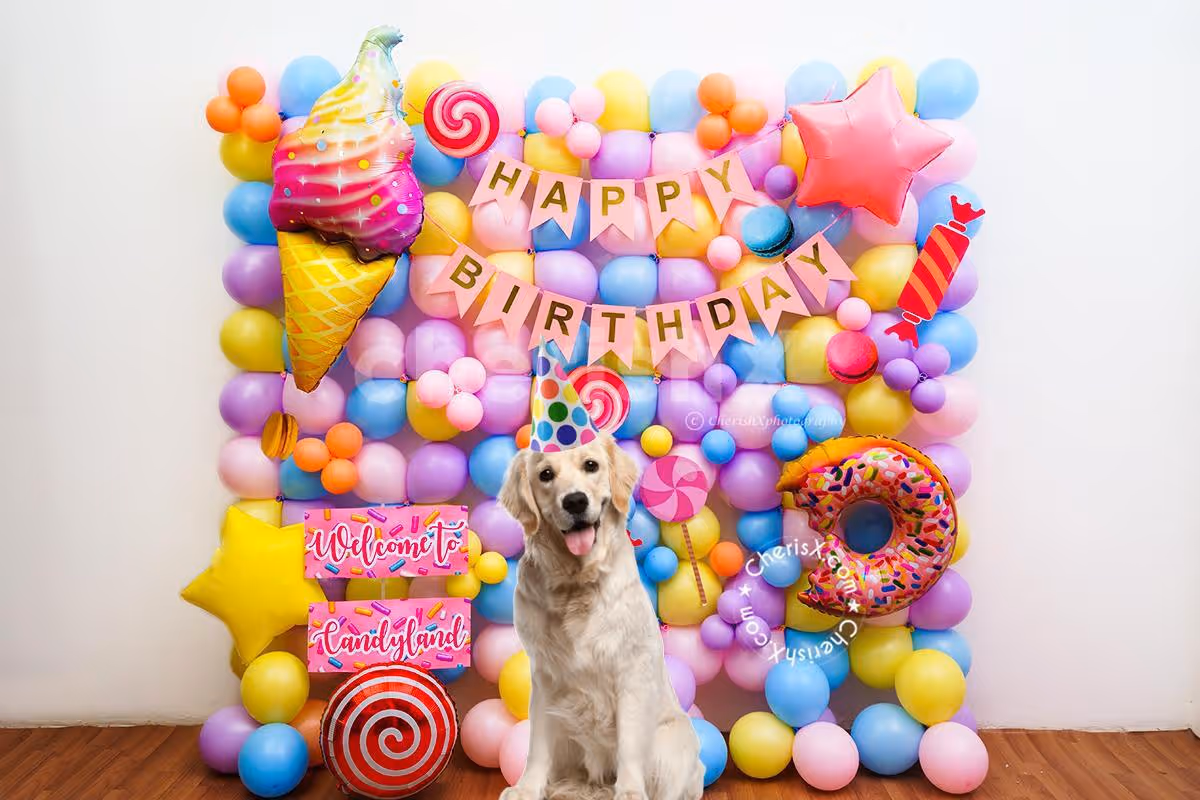 Gift your baby pet a Gorgeous Candy Birthday Decoration Surprise!