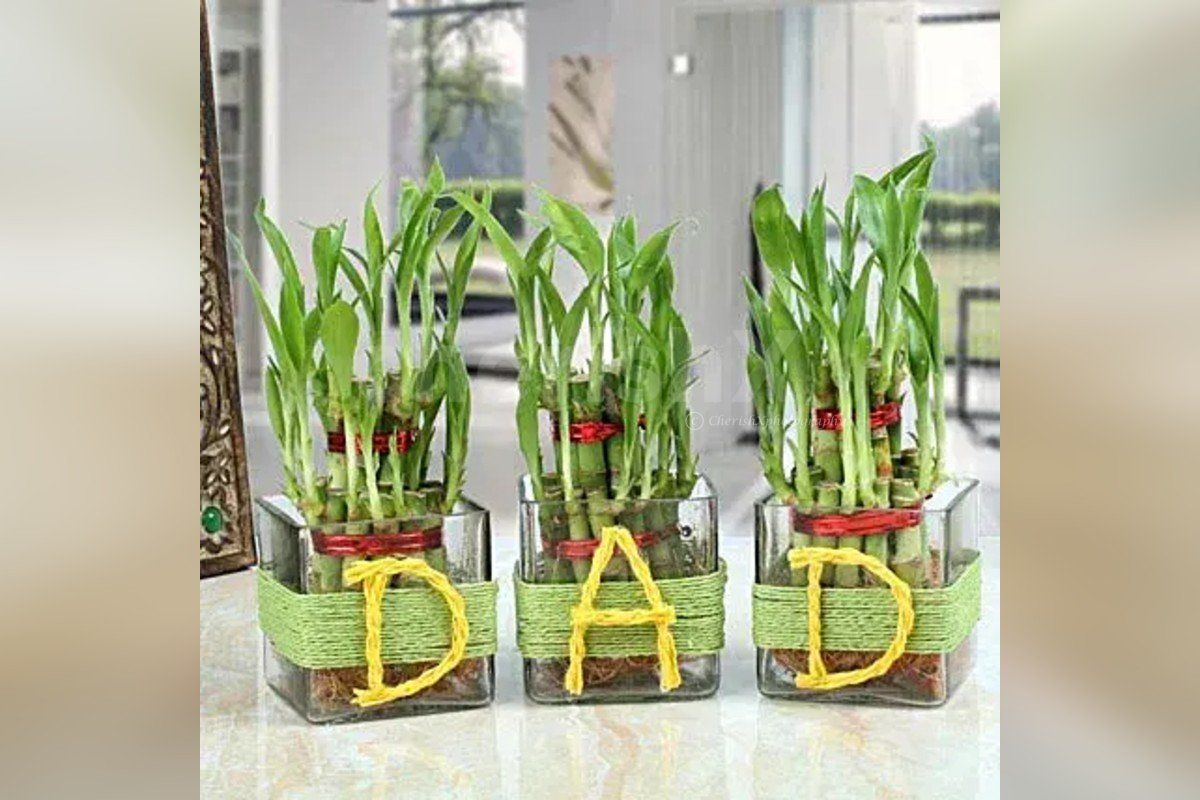 A set of 3 good-luck bamboo plants delivered to your home