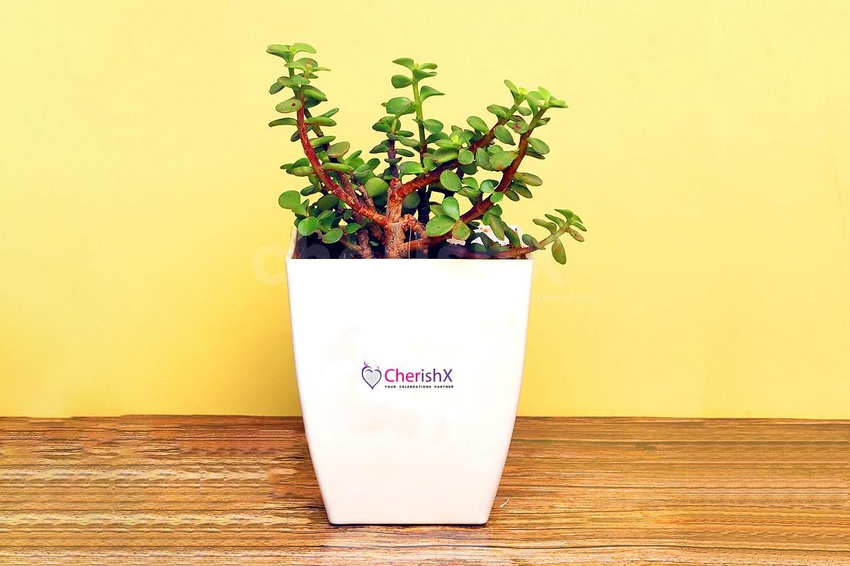 Beautiful indoor Jade Plant in a White Pot to add life to any space.