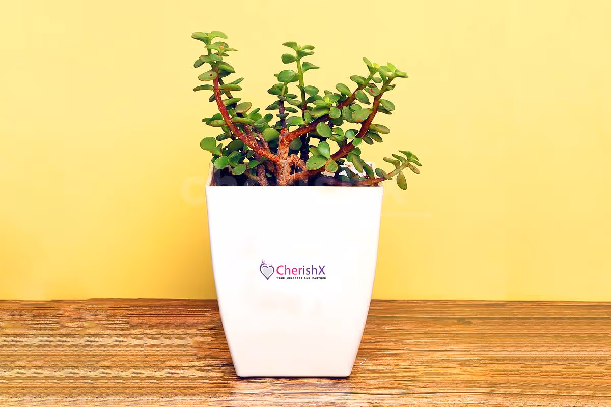 Beautiful indoor Jade Plant in a White Pot to add life to any space.