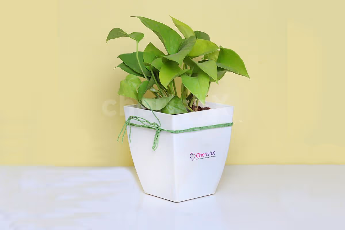 Beautiful indoor Money Plant in White Pot to add life to any space.