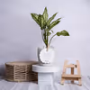 A party-perfect basket of greens gift.