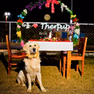 Enjoy a fun-filled date and dining experience with your furry friends by your side.