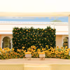 Sunflower-studded grass background bringing garden life to the fore.